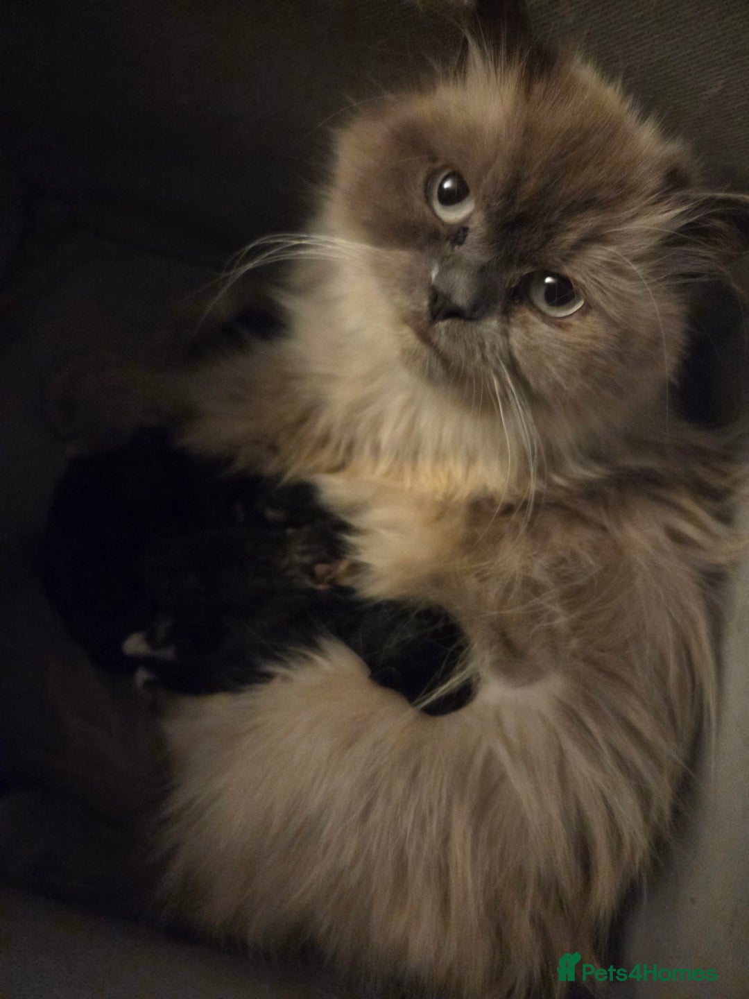Mixed Breed cats for sale: Half ragdoll georous and playful kittens - Image 1