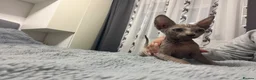 Sphynx cats for sale: 😍Two Beautiful Sphynx Girls😍 - Advert 5