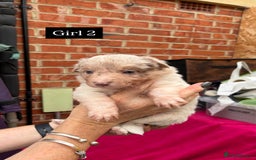 Border Collie dogs for sale: 6.5 weeks old collie puppies for sale  - Image 13