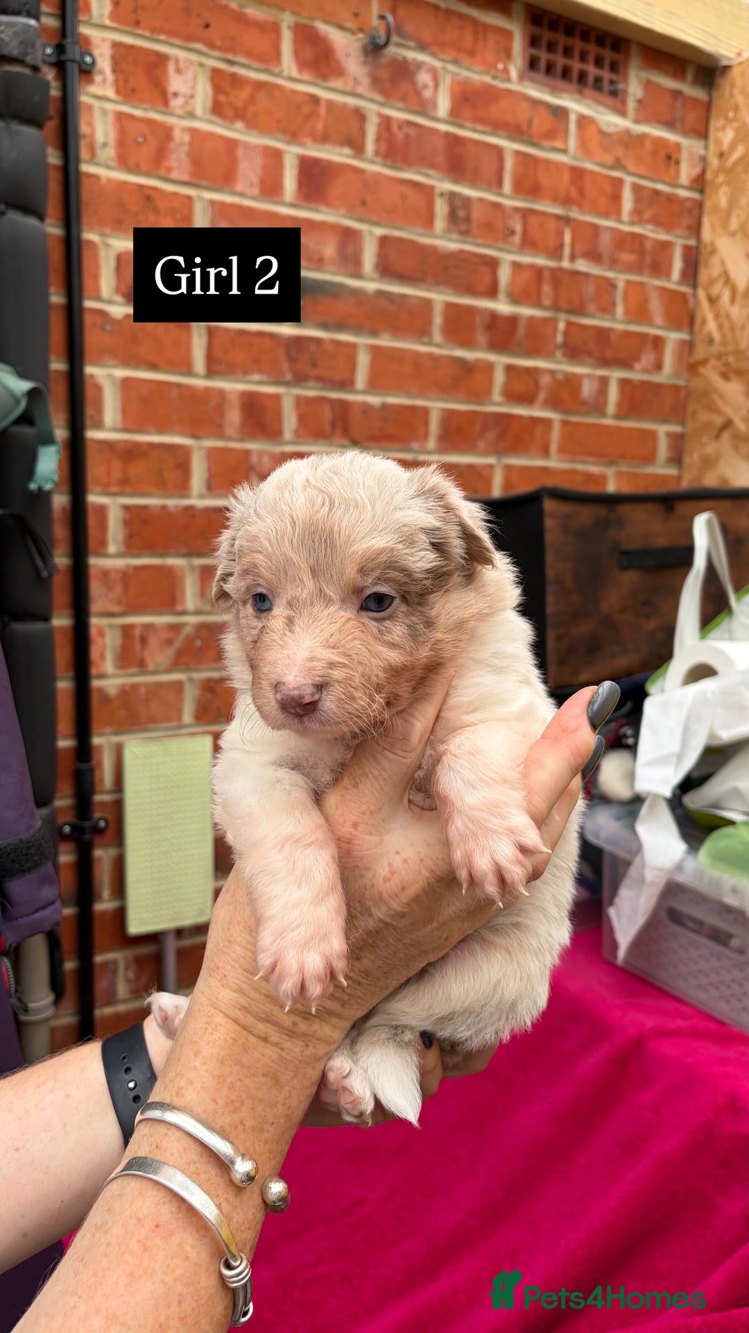 Border Collie dogs for sale: 6.5 weeks old collie puppies for sale  - Image 13