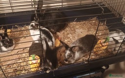 Rex rabbits for sale: 8 week old half mini lop half mini rex - Image 3
