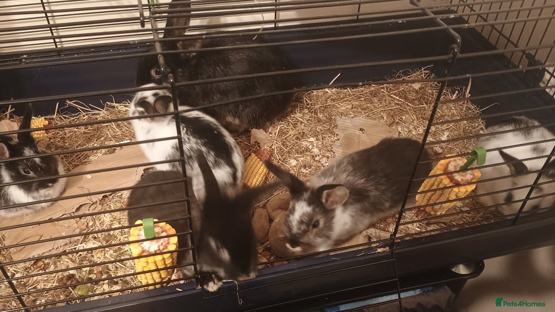 Rex rabbits for sale: 8 week old half mini lop half mini rex - Image 3