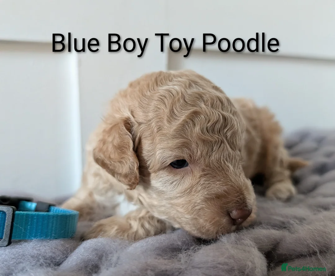 Toy Poodle dogs for sale: Stunning KC Reg Toy Poodle Puppies  - Advert 12
