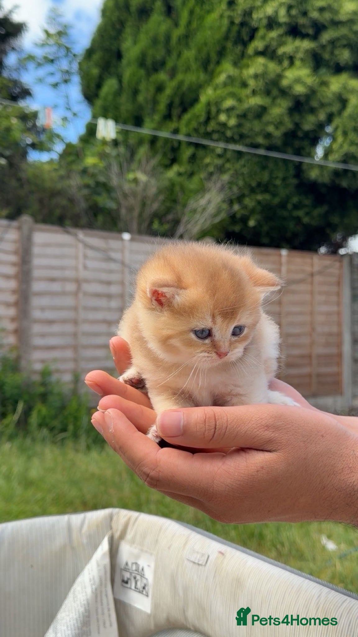British Shorthair cats for sale: British Shorthair Golden Cats - Advert 7