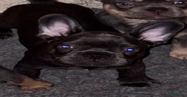 French Bulldog dogs in Basildon - Advert 2