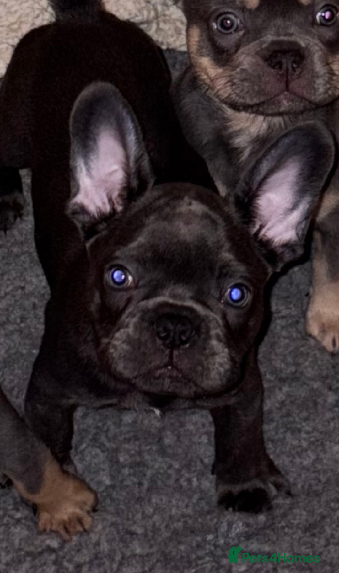 French Bulldog dogs for sale: 1 KC REG BOY LEFT 🩵🩵🩵 READY TO GO 🩵 in Basildon - Image 5