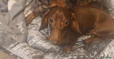 Miniature Dachshund dogs - Advert 3