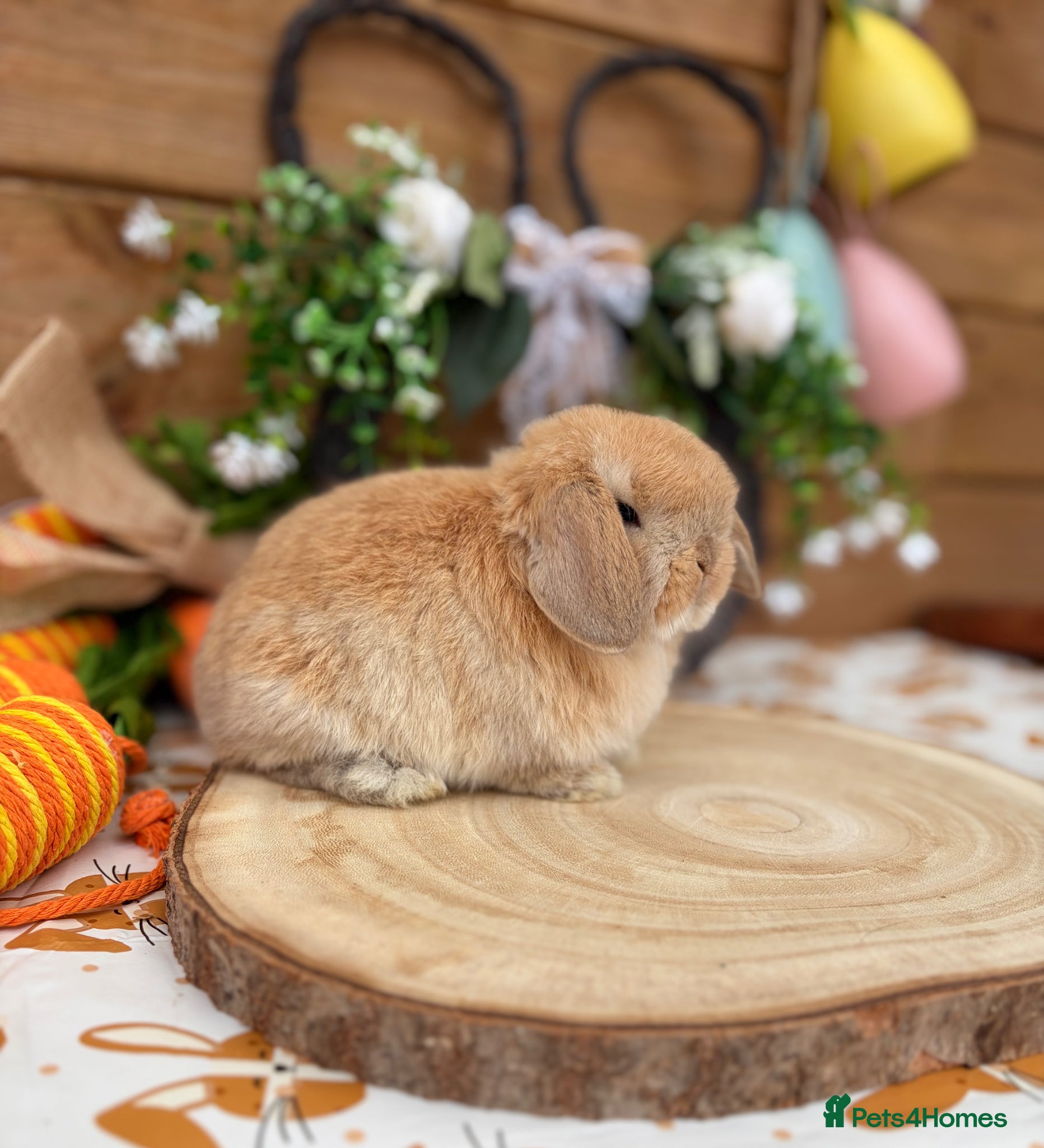 Mini Lop rabbits Well Socialised Mini Lop Babies  - Advert 1