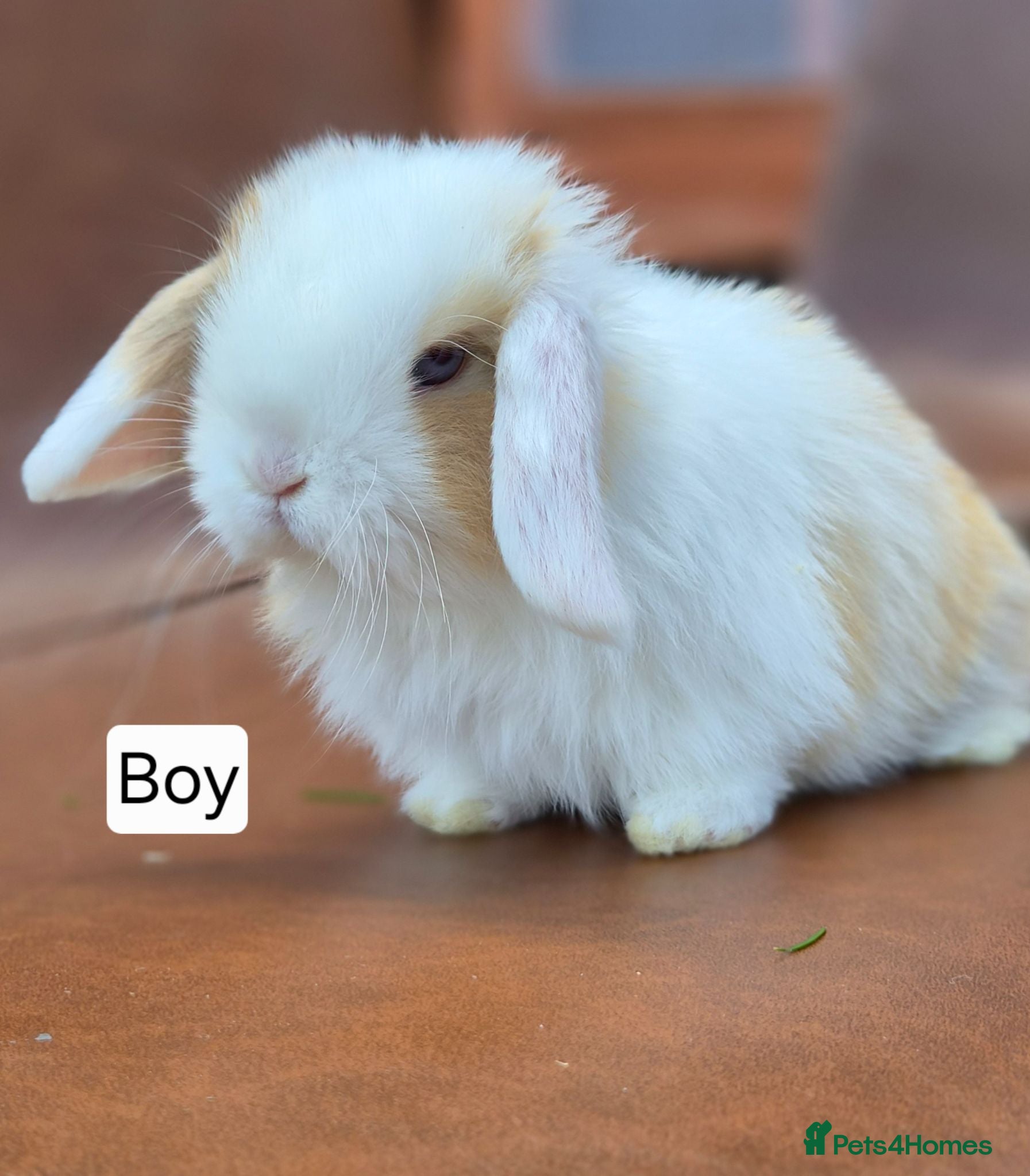 Mini Lop rabbits Beautiful mini lop babies  - Advert 1