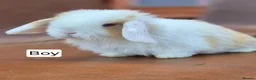 Mini Lop rabbits for sale: Beautiful mini lop babies  - Advert 1