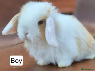 Mini Lop rabbits Beautiful mini lop babies - Advert 5