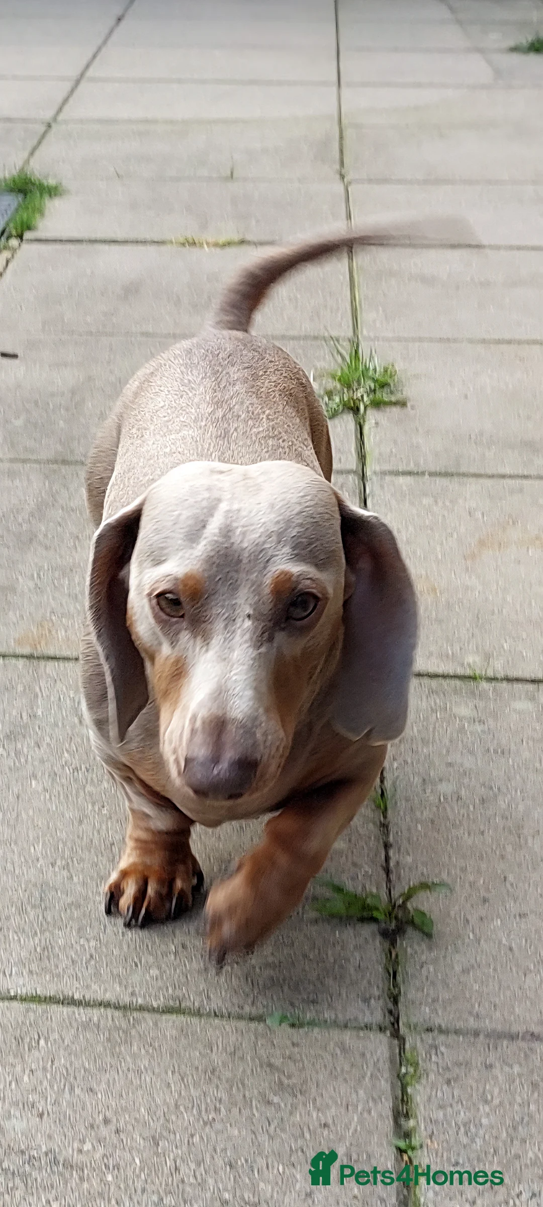 Miniature Dachshund dogs for stud: Daschund Stud KC Prince ♥️ in Liverpool - Advert 6