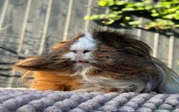 Guinea Pig rodents for sale: 2 year old male piggy  - Advert 2