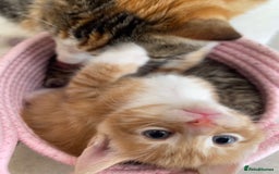 Mixed Breed cats for sale: ADOPT NOW! SWEET BLACK TUXEDO MALE TABBY LEFT - Image 6