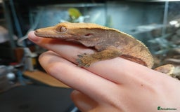 Gecko reptiles for sale: Crested gecko male - Image 1