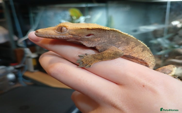 Gecko reptiles - Advert 1