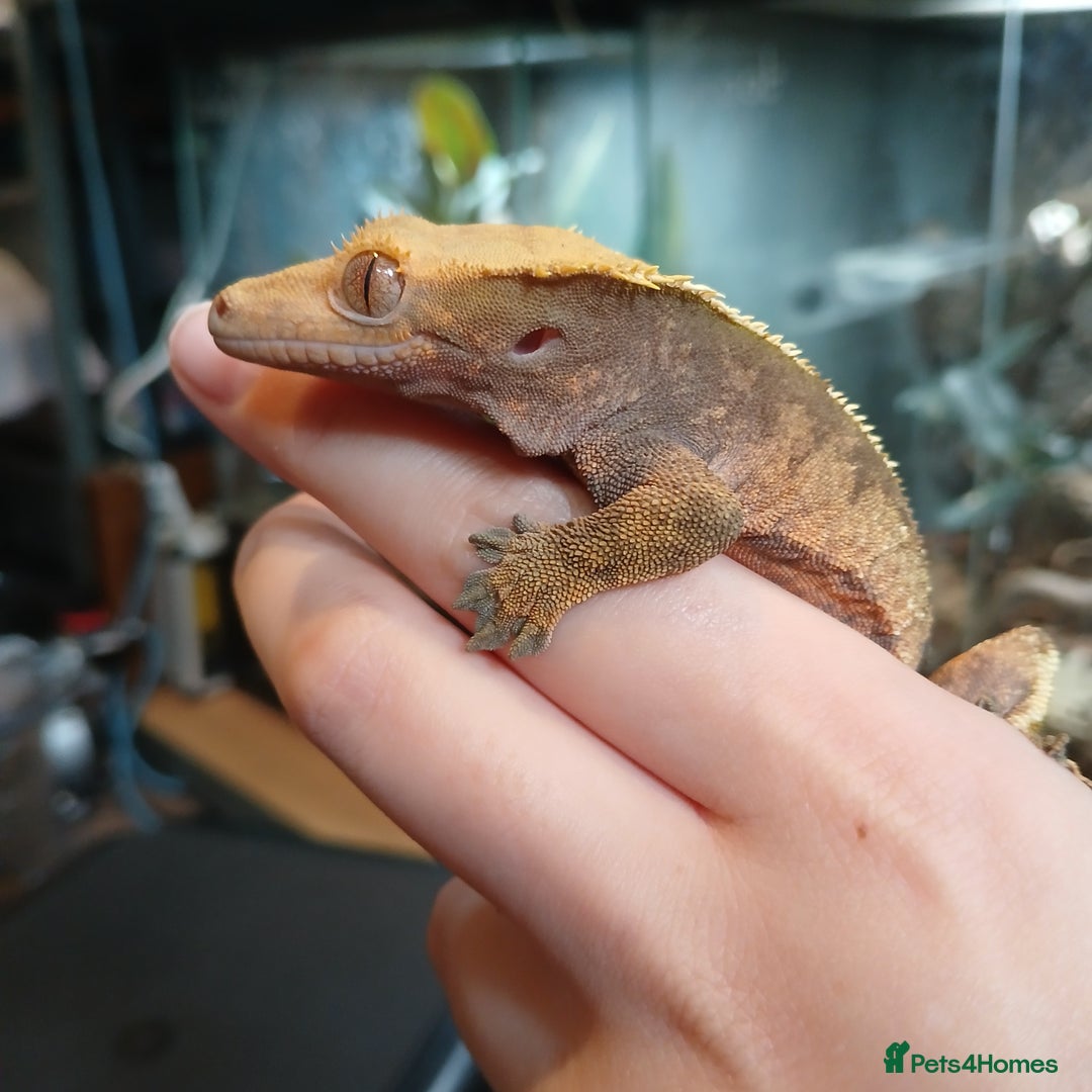 Gecko reptiles for sale: Crested gecko male - Image 1