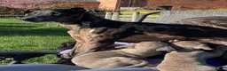Lurcher dogs for sale: Stunning and well socialised little lurchers - Advert 18