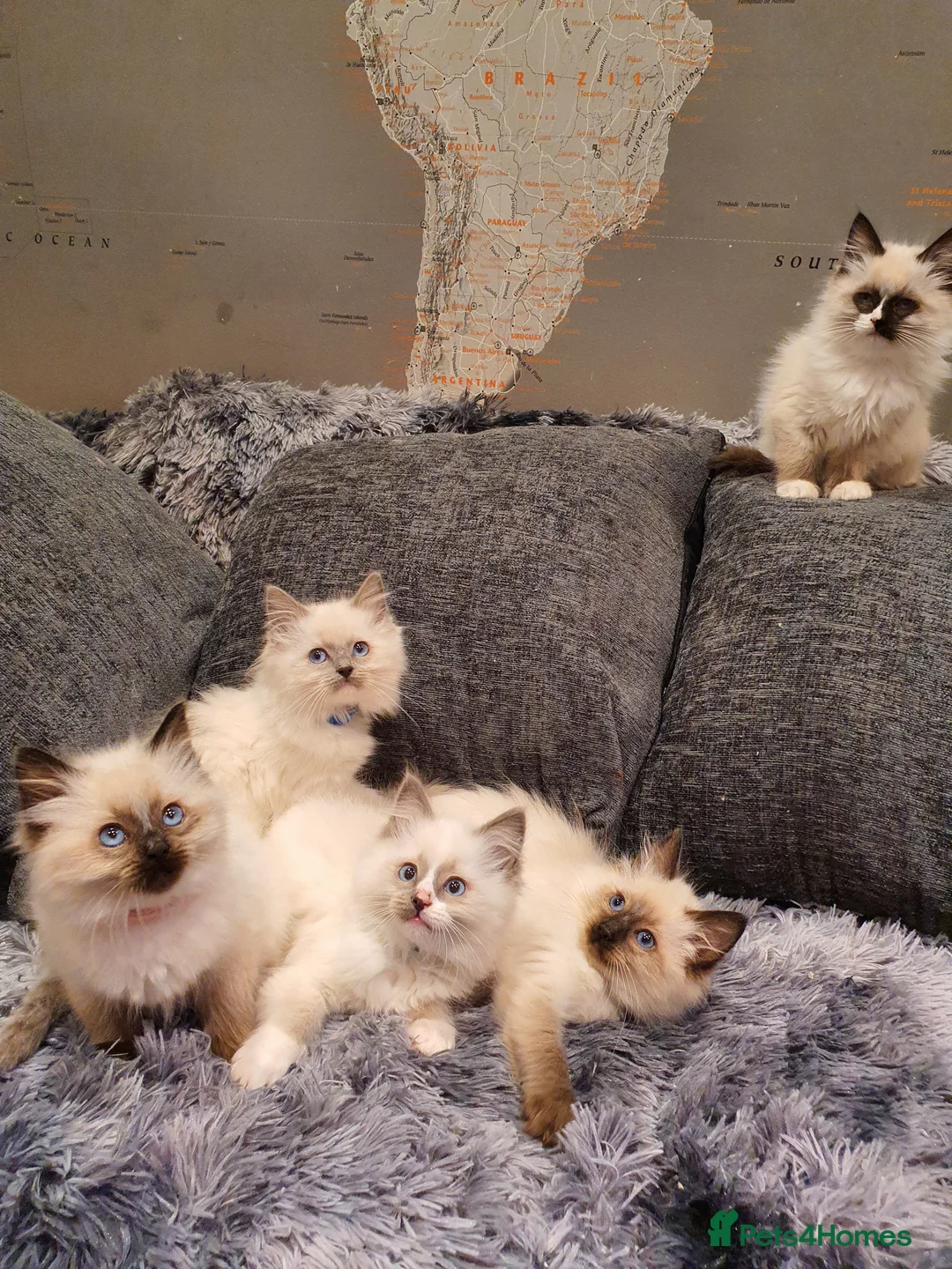 Ragdoll cats for sale: 💖Beautiful GCCF Registered Ragdoll Kittens💖 - Advert 31
