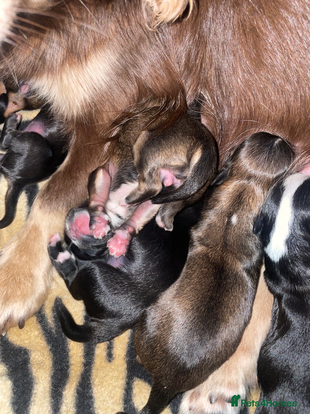 Mixed Breed dogs for sale: 6 Beautiful Babys - Image 12