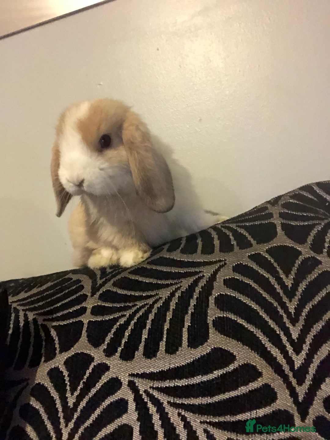 Mini Lop rabbits for sale: Beautiful Mini Lop Rabbits  - Image 3