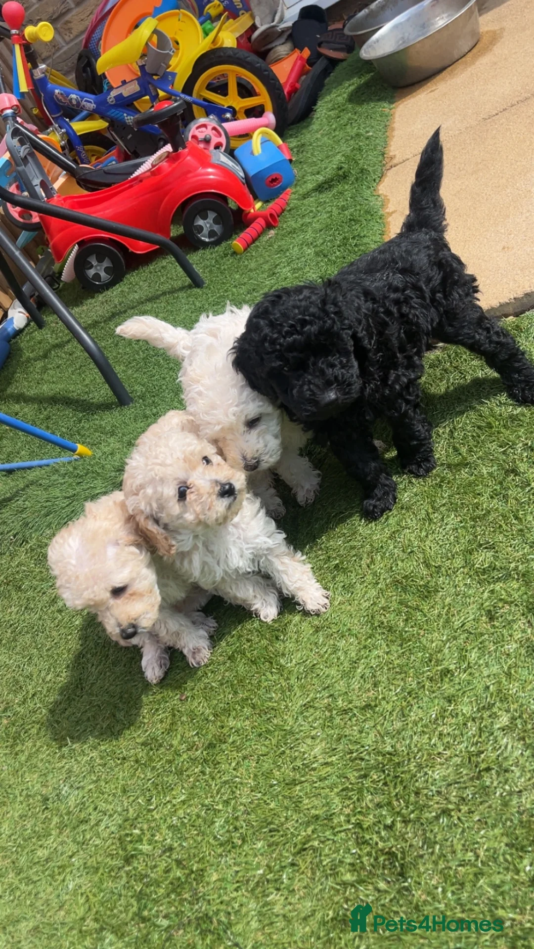 Miniature Poodle dogs for sale: Miniature poodle babies 😍😍 in Doncaster - Advert 1