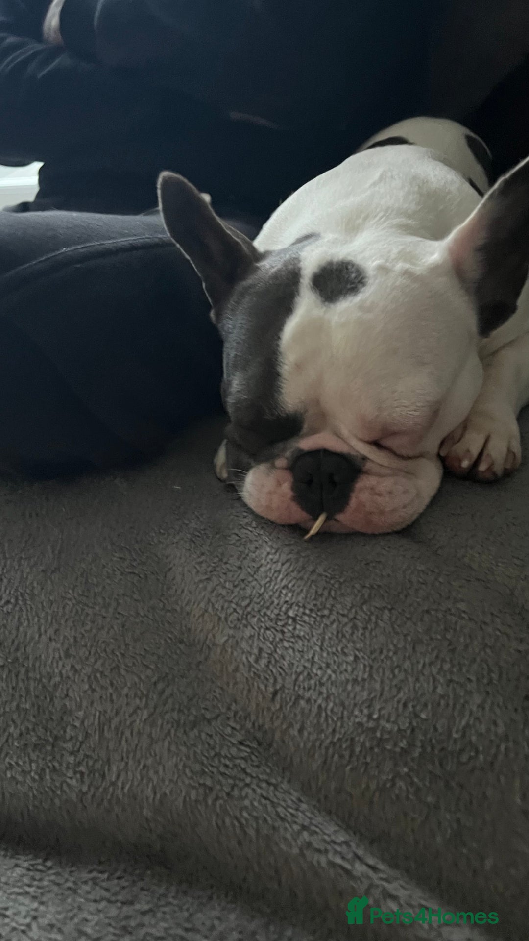 French Bulldog dogs for sale: Betty - Image 4