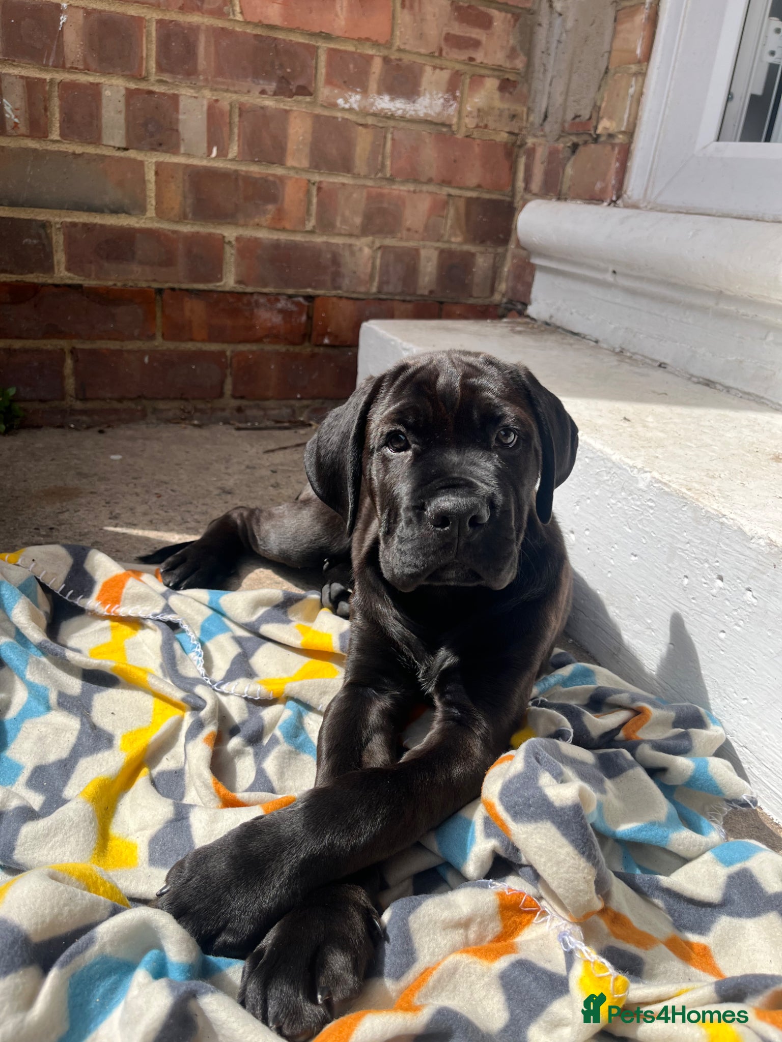 Mixed Breed dogs for sale: Kano  - Advert 6