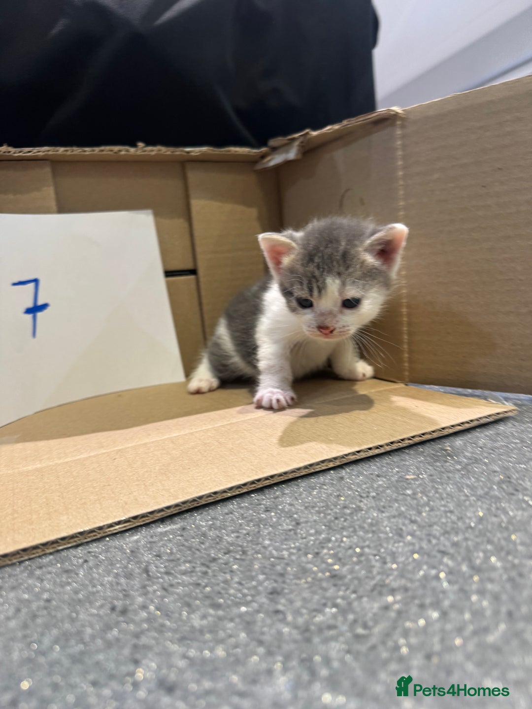 Mixed Breed cats for sale: British shorthair mix kittens  - Advert 8