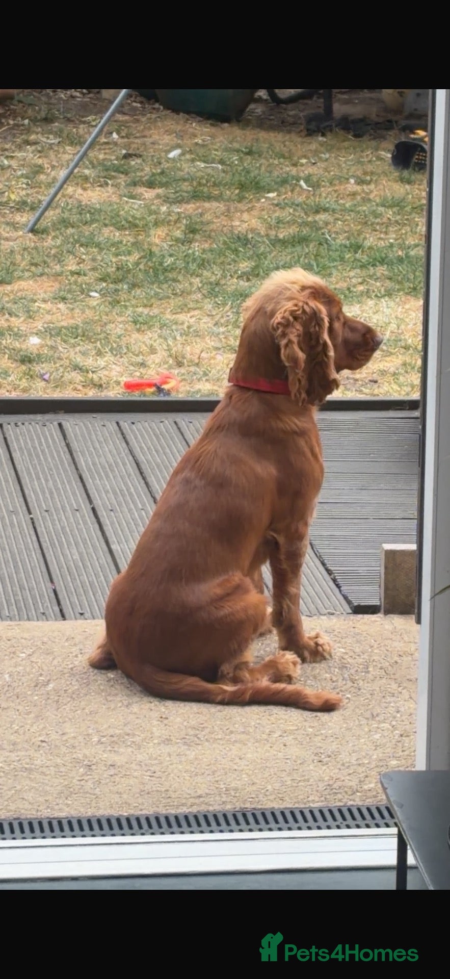 Cocker Spaniel dogs 15 month Cocker Spaniel  - Advert 2