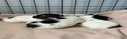 Jack Russell dogs for sale: Miniature jack Russell pups  - Advert 7