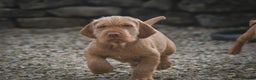 Hungarian Vizsla dogs for stud: Imported Head keeper owned stud  in Skipton - Advert 3