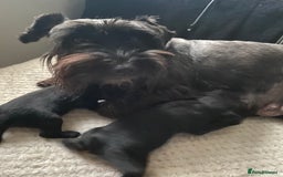 Miniature Schnauzer dogs for sale: KC Registered Black Miniature Schnauzer Pups  - Image 13