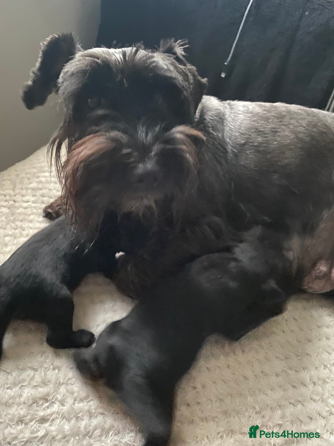 Miniature Schnauzer dogs for sale: KC Registered Black Miniature Schnauzer Pups  - Image 13
