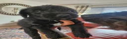 Mixed Breed dogs for sale: Jack russell x bedlington terrier  - Advert 12