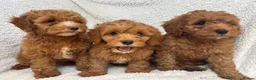 Cavapoo dogs for sale: Red toy cavapoo  - Advert 2