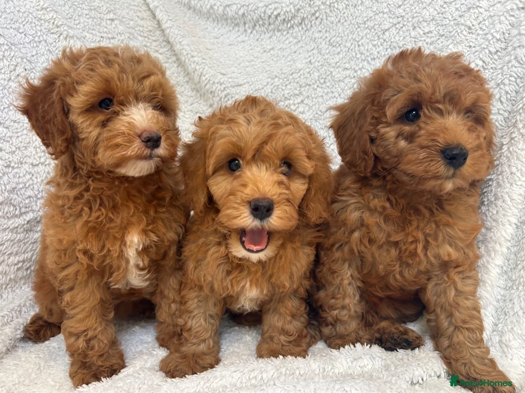 Cavapoo dogs for sale: Red toy cavapoo  - Advert 2