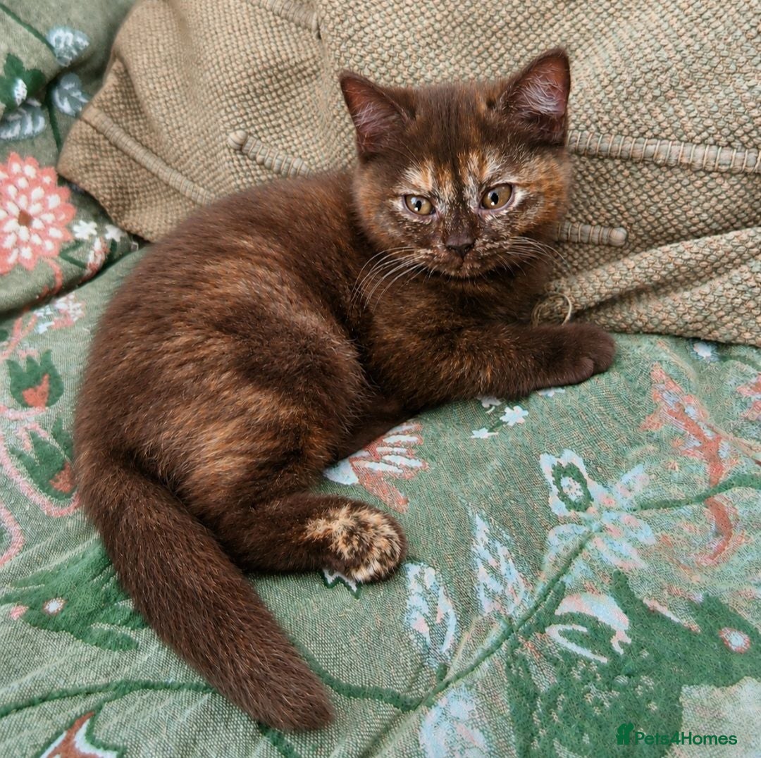 British Shorthair cats 🌟2 Kittens remaining,5 British shorthair kittens - Advert 2