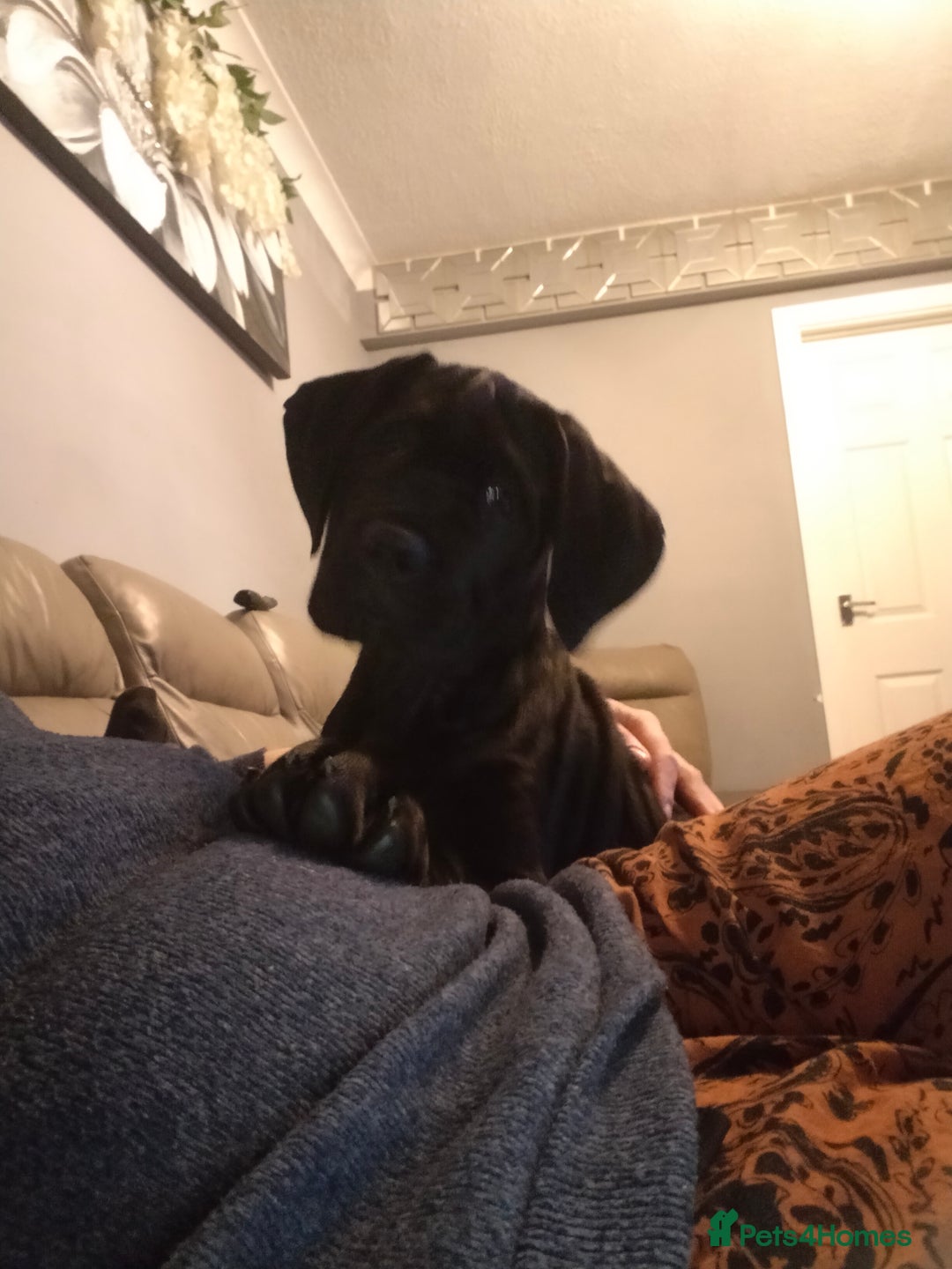 Cane Corso dogs for sale: Cane Corso XL Boy 22/12/2025 - Advert 33