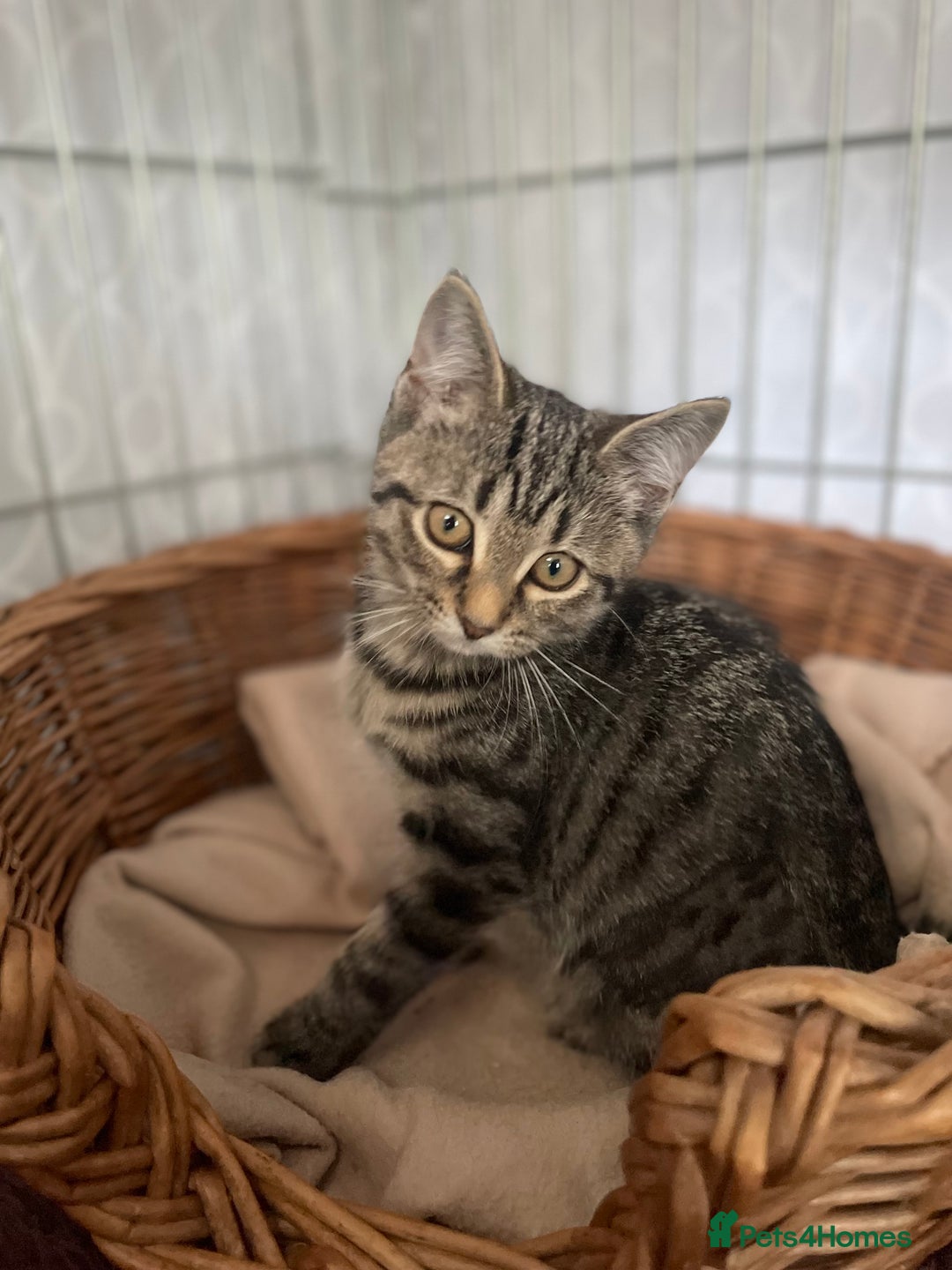 Domestic Shorthair cats for adoption: 3 kittens looking for a home TOGETHER - Image 3