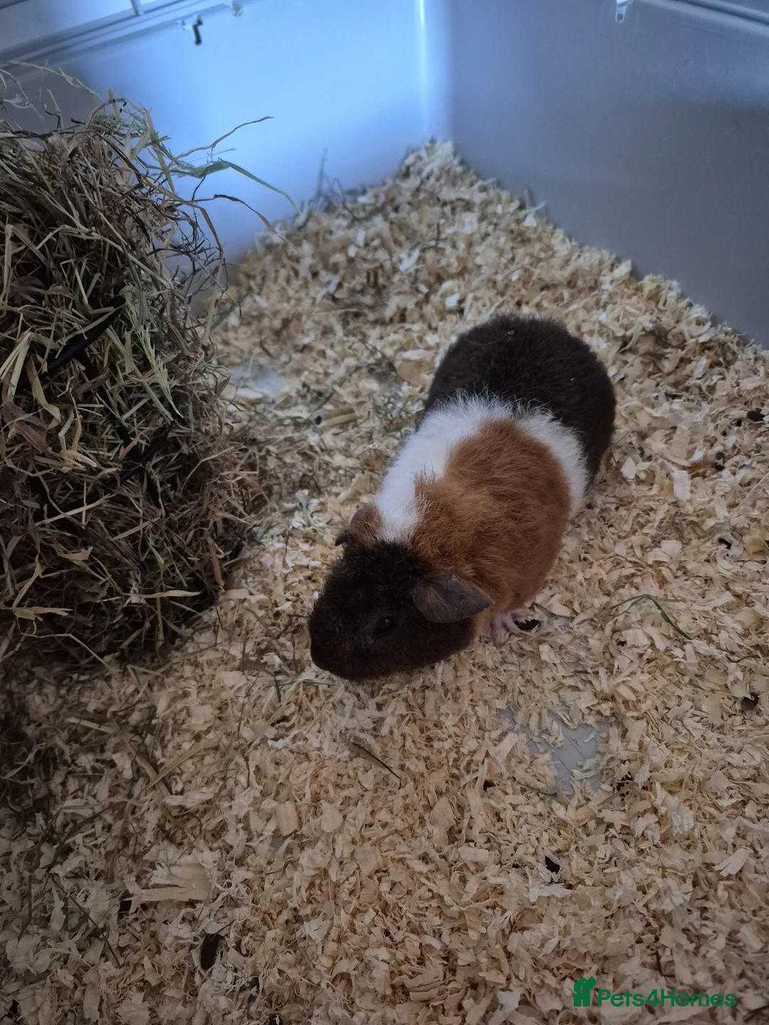 Guinea Pig rodents for sale: Smooth pigs for sale can deliver locally x - Advert 1