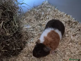 Guinea Pig rodents Smooth pigs for sale can deliver locally x - Advert 12