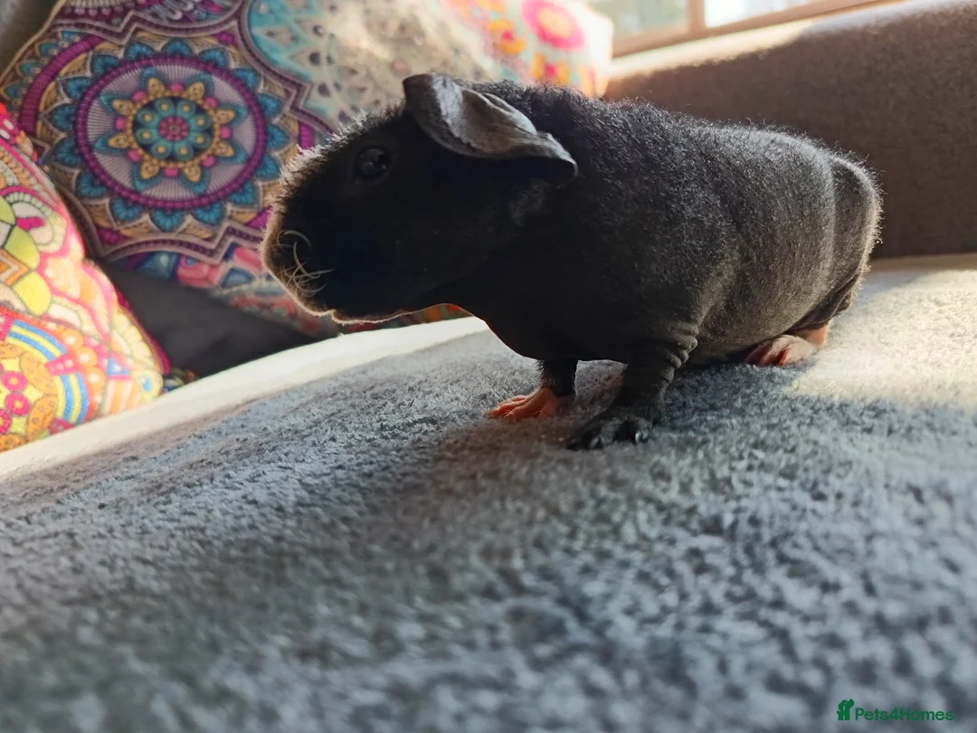 Guinea Pig rodents for sale: Male Skinny Pig/werewolf  - Advert 2