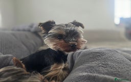 Yorkshire Terrier dogs for stud: Gorgeous tiny black and brown yorkshire terrier  in Hereford - Image 19