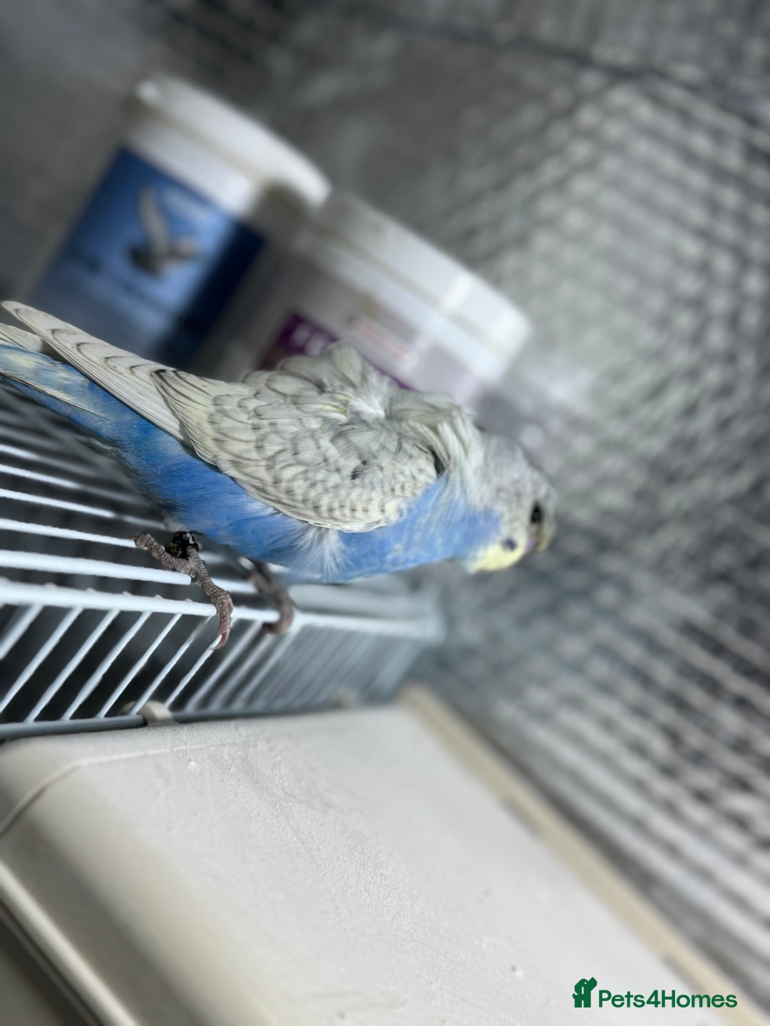 Budgerigars birds for sale: Spangle split black face Hogoromo budgies - Advert 5
