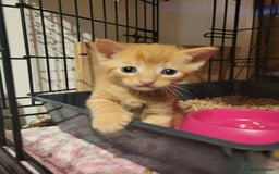 Domestic Shorthair cats for sale: Kittens looking for familys - Image 5