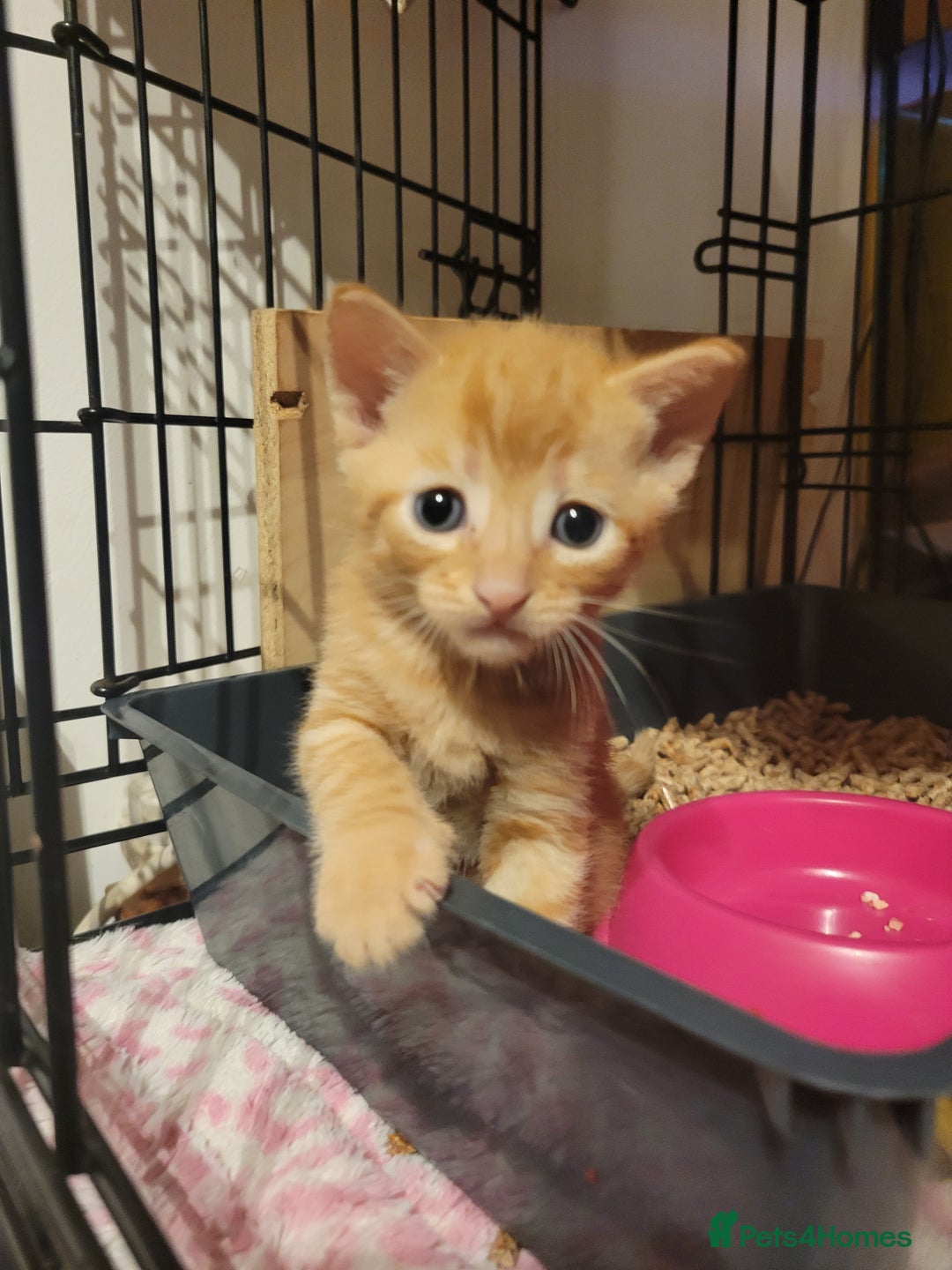 Domestic Shorthair cats for sale: Kittens looking for familys - Image 5