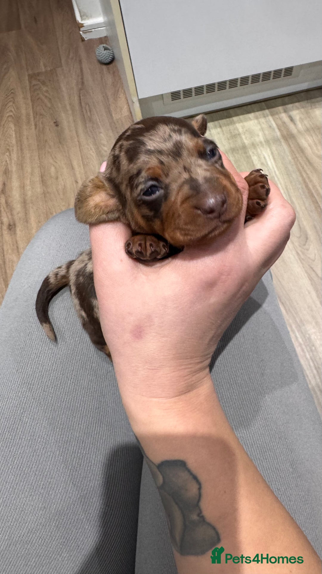 Dachshund dogs for sale: Dachshund puppies for sale  - Advert 5