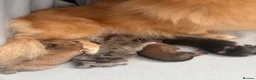 Pomeranian dogs for sale: Pomeranian Puppies - Advert 2