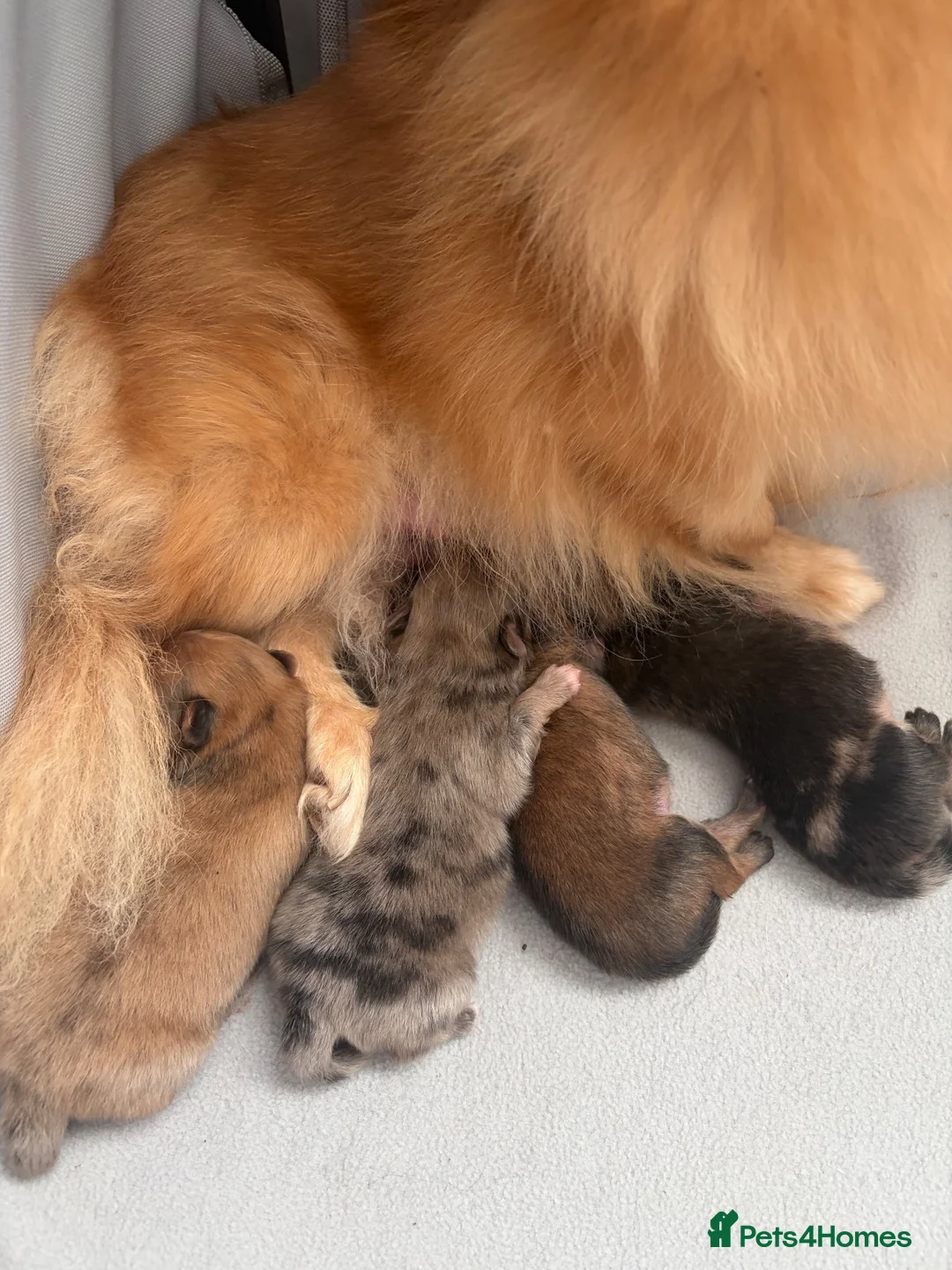Pomeranian dogs for sale: Pomeranian Puppies - Advert 2